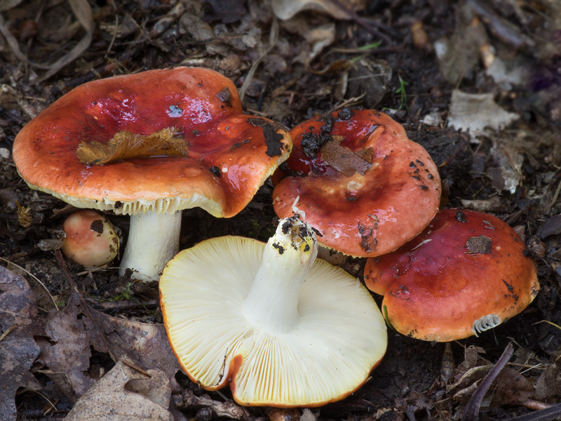 Russula aurea